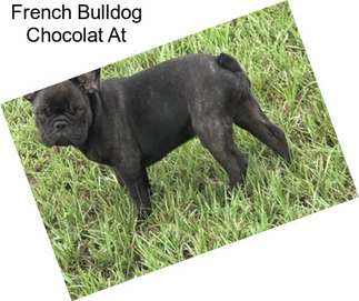 French Bulldog Chocolat At