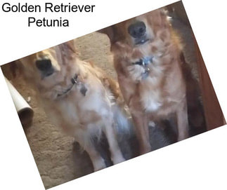 Golden Retriever Petunia