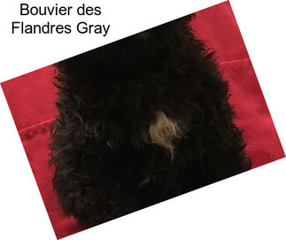 Bouvier des Flandres Gray