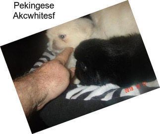 Pekingese Akcwhitesf