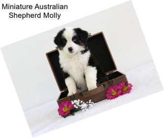 Miniature Australian Shepherd Molly