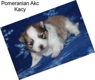 Pomeranian Akc Kacy