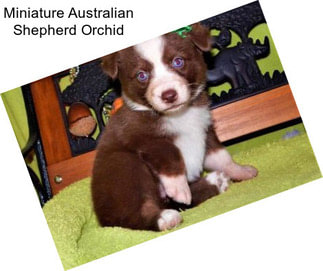 Miniature Australian Shepherd Orchid