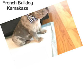 French Bulldog Kamakaze