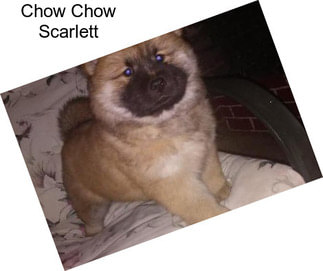 Chow Chow Scarlett