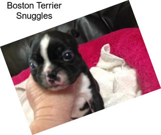Boston Terrier Snuggles