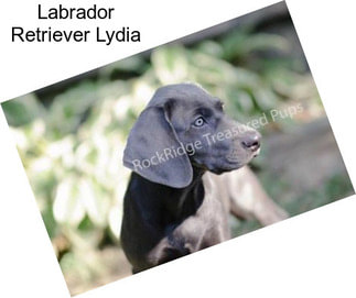 Labrador Retriever Lydia