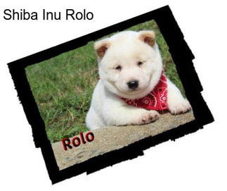 Shiba Inu Rolo