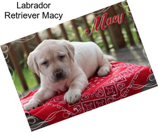 Labrador Retriever Macy