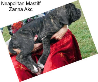 Neapolitan Mastiff Zanna Akc