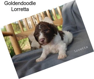 Goldendoodle Lorretta