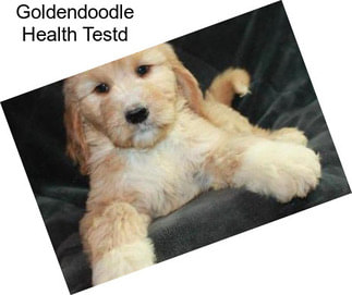 Goldendoodle Health Testd