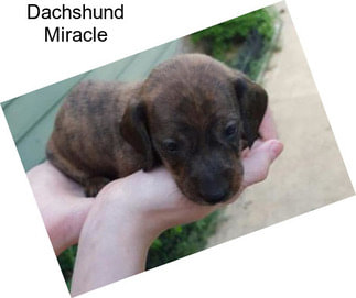 Dachshund Miracle