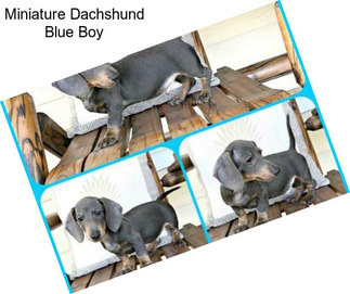 Miniature Dachshund Blue Boy