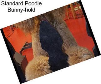 Standard Poodle Bunny-hold