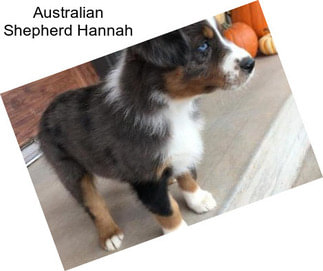 Australian Shepherd Hannah