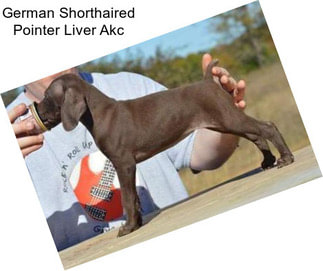 German Shorthaired Pointer Liver Akc