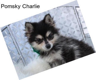 Pomsky Charlie