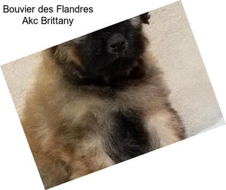 Bouvier des Flandres Akc Brittany