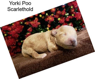 Yorki Poo Scarlethold