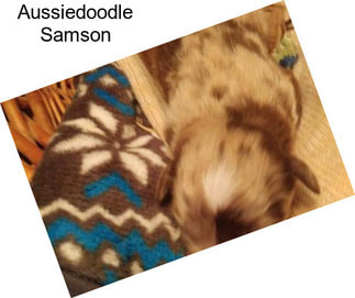 Aussiedoodle Samson