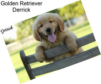 Golden Retriever Derrick