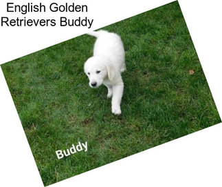 English Golden Retrievers Buddy