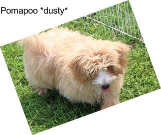 Pomapoo *dusty*