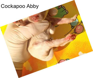 Cockapoo Abby