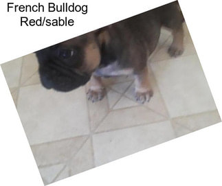 French Bulldog Red/sable