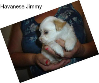 Havanese Jimmy