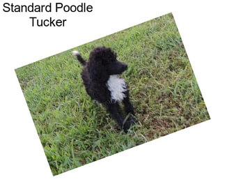 Standard Poodle Tucker