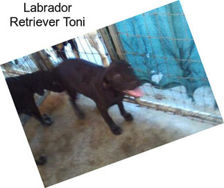 Labrador Retriever Toni