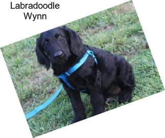 Labradoodle Wynn