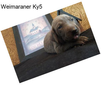 Weimaraner Ky5