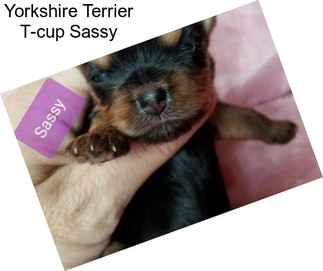 Yorkshire Terrier T-cup Sassy