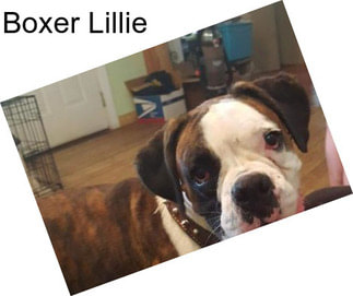 Boxer Lillie