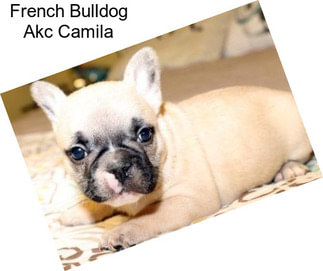 French Bulldog Akc Camila