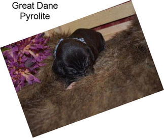 Great Dane Pyrolite