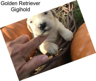 Golden Retriever Gigihold