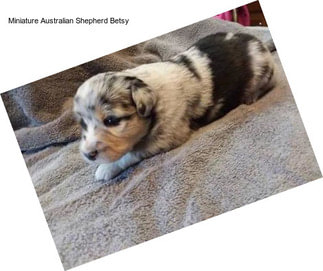 Miniature Australian Shepherd Betsy