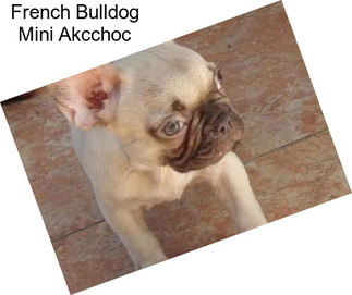 French Bulldog Mini Akcchoc