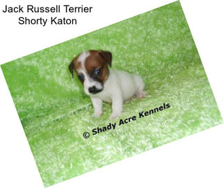 Jack Russell Terrier Shorty Katon