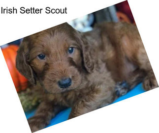 Irish Setter Scout