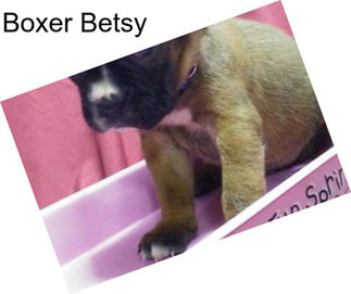 Boxer Betsy