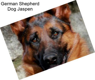 German Shepherd Dog Jaspen