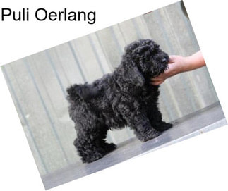 Puli Oerlang