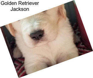 Golden Retriever Jackson