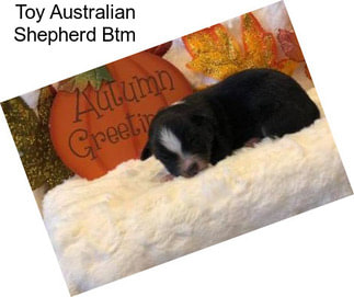 Toy Australian Shepherd Btm