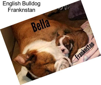 English Bulldog Franknstan